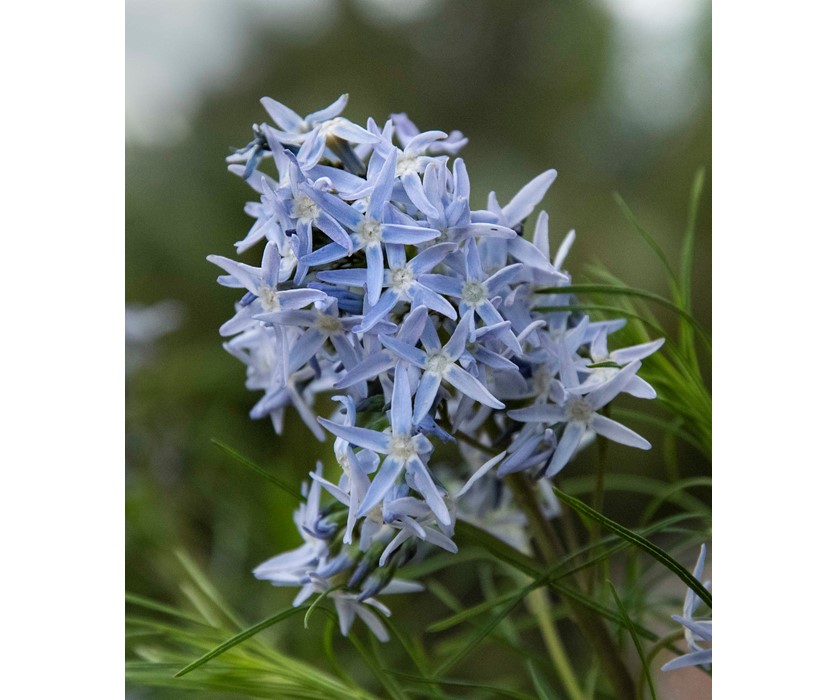 Hubricht's Blue Star